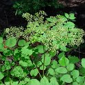 Aralia racemosa (2)